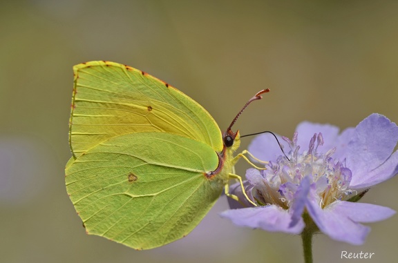 Mittelmeer-Zitronenfalter (Gonepteryx cleopatra)